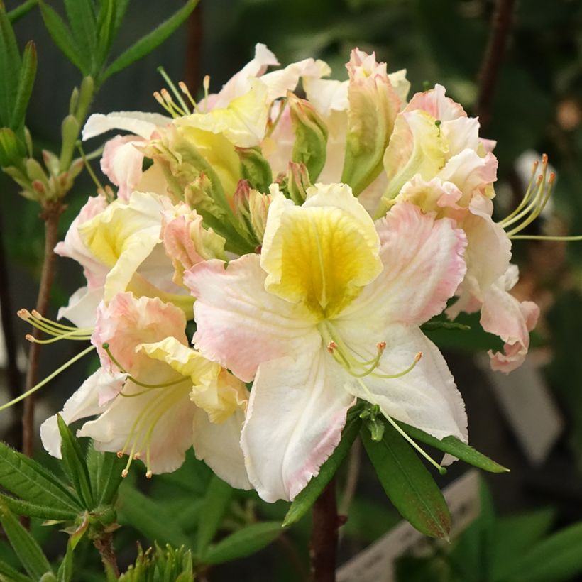 Azalea mollis Demoiselles de Boutiguery Kassia (Flowering)