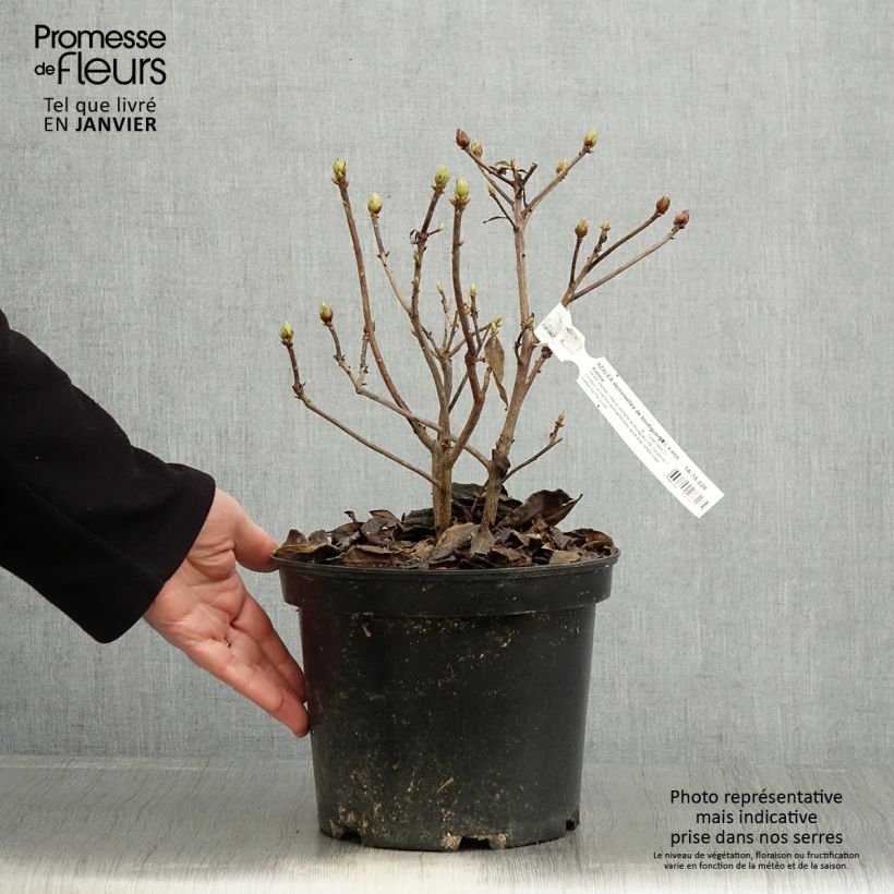 Azalea mollis Demoiselles de Boutiguery Kassia 4L/5L pot sample as delivered in winter