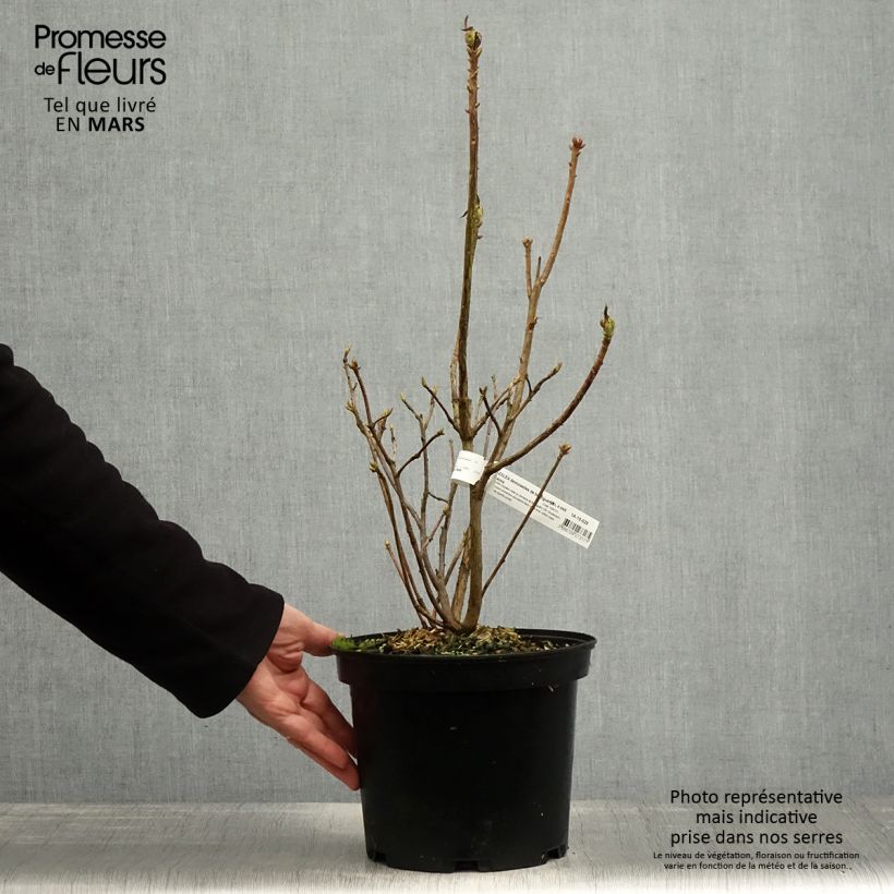 Azalea mollis Demoiselles de Boutiguery Kassia 4L/5L pot sample as delivered in spring