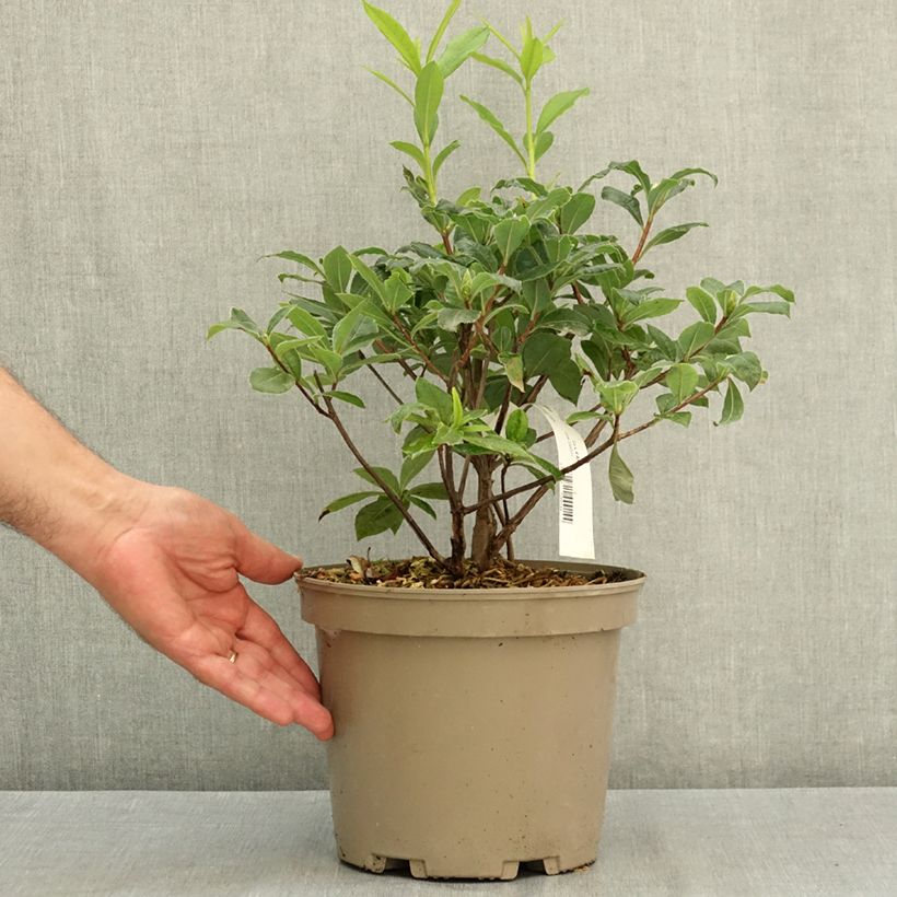 Azalea mollis Gibraltar 4L/5L pot sample as delivered in summer