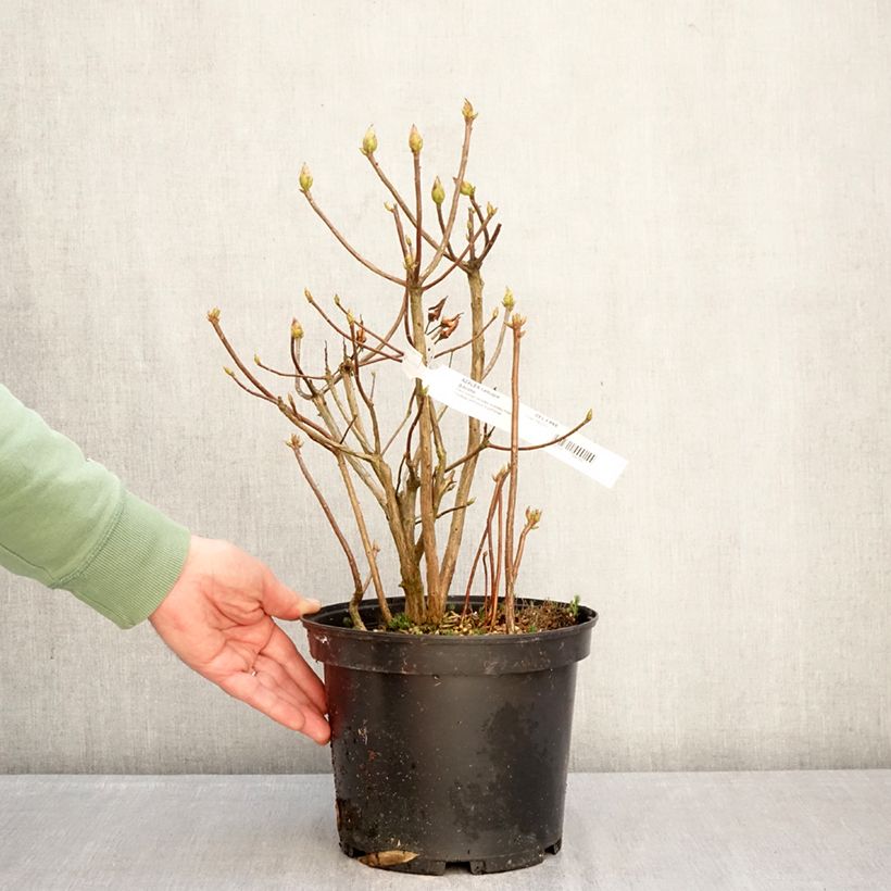 Azalea mollis Gibraltar 4L/5L pot sample as delivered in winter