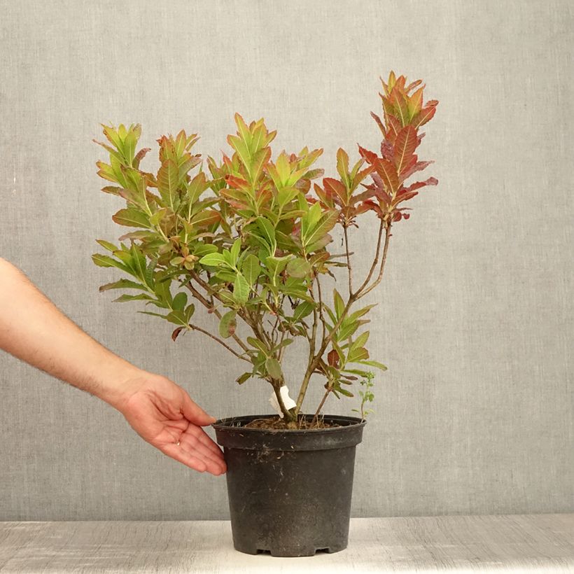 Azalea mollis Kosters Brilliant Red 4L/5L pot sample as delivered in summer