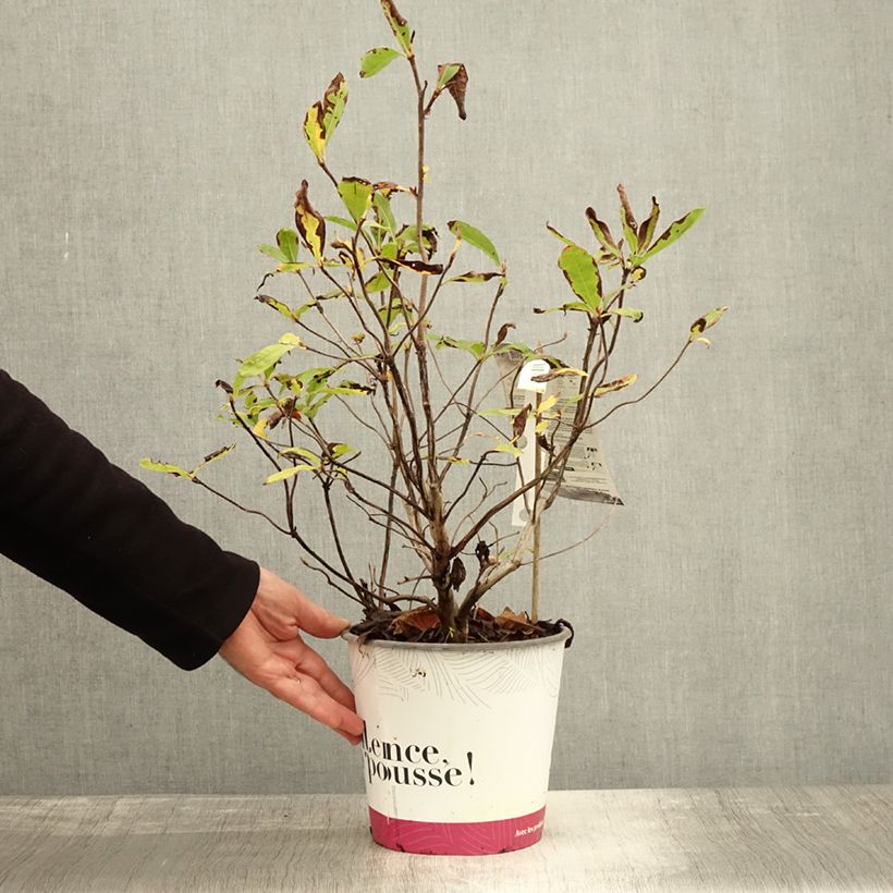 Azalea Lingot d'Or 4L/5L pot sample as delivered in autumn