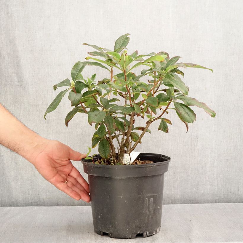 Azalea Knaphill Mary Poppins 4L/5L pot sample as delivered in autumn