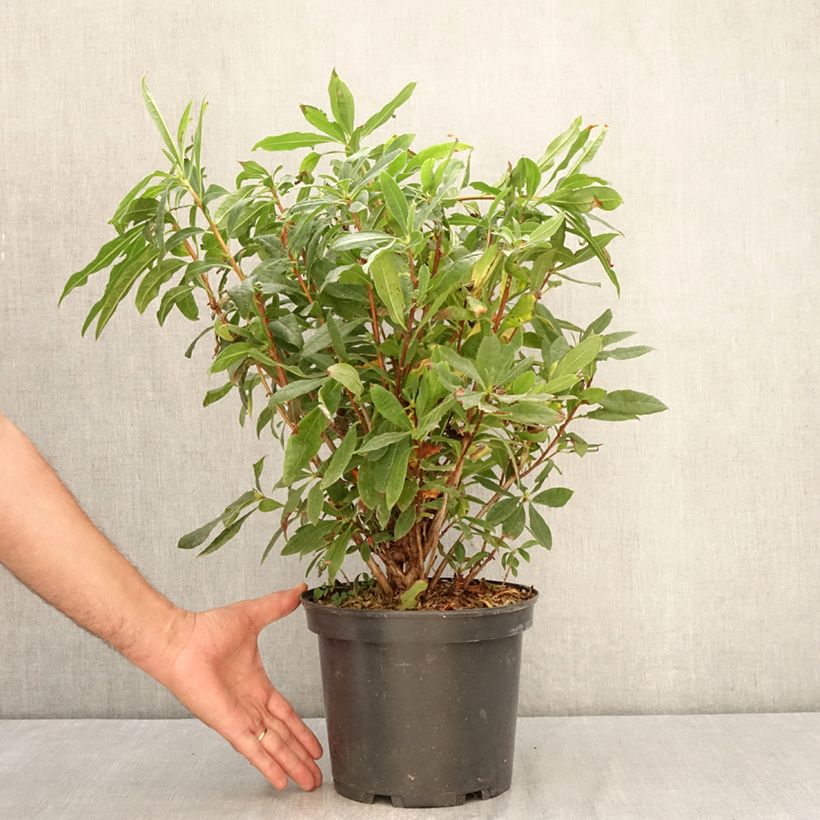Rhododendron luteum 4L/5L pot sample as delivered in summer