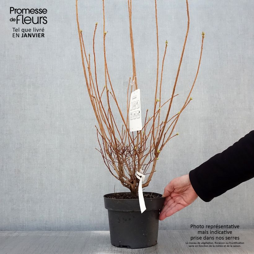 Chinese Azalea Sommerduft 4L/5L pot sample as delivered in winter