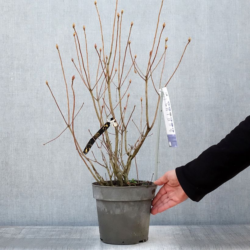 Rhododendron Soir de Paris 4L/5L pot sample as delivered in winter