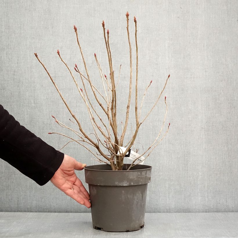 Rhododendron austrinum 4L/5L pot sample as delivered in winter