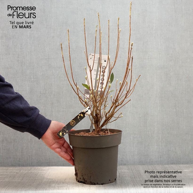 Rhododendron austrinum 4L/5L pot sample as delivered in spring