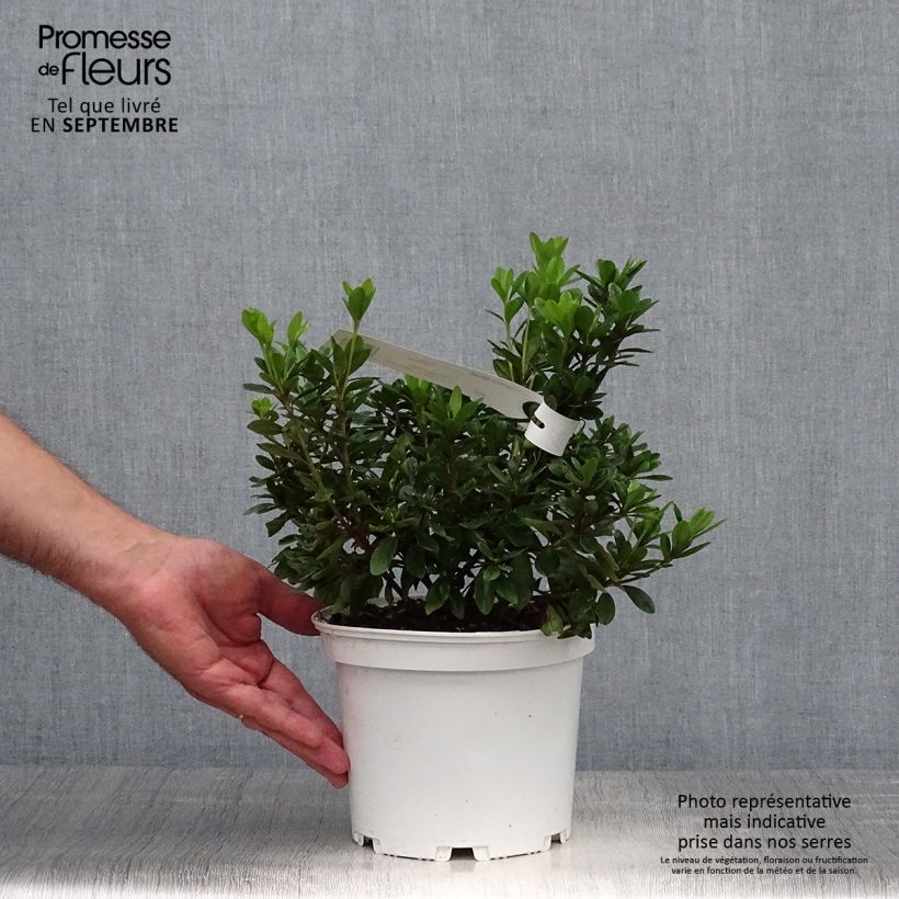 Azalea japonica Adonis 2L/3L pot sample as delivered in autumn