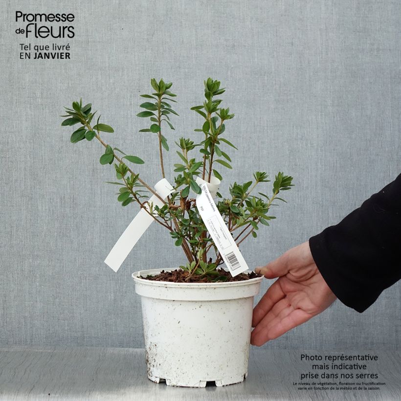 Azalea japonica Adonis 2L/3L pot sample as delivered in winter