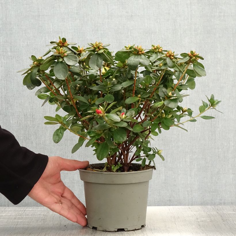 Azalea japonica Ardeur 2L/3L pot sample as delivered in spring