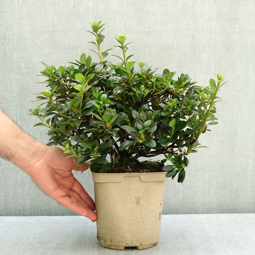 Azalea japonica Blue Moon 3L/4L pot sample as delivered in summer