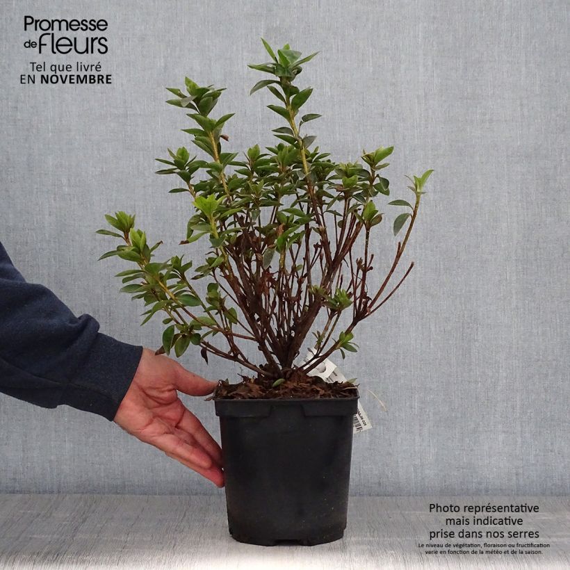 Azalea japonica Elsie Lee 2L/3L pot sample as delivered in autumn