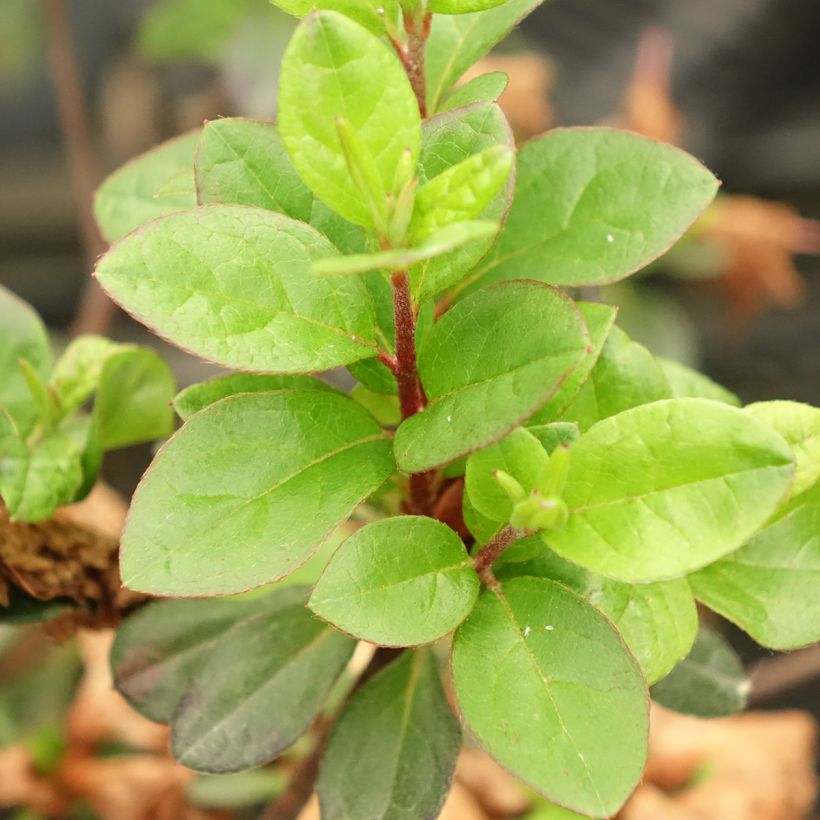 Rhododendron molle Flash Dance Pink - Japanese azalea (Foliage)