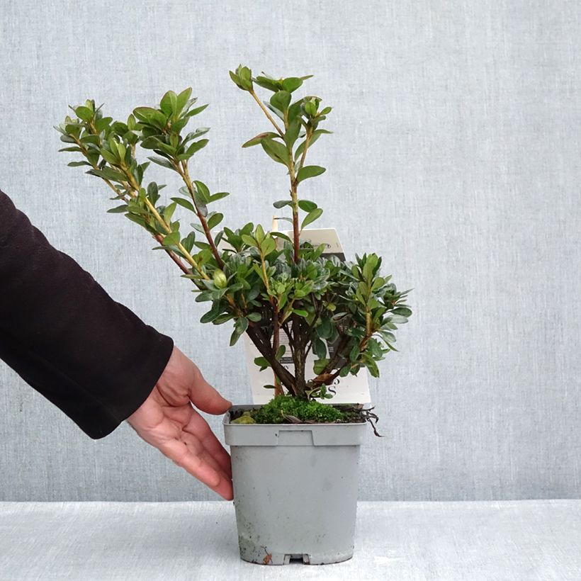Azalea japonica Flash Dance® Salmon - Japanese azalea 2L/3L pot sample as delivered in autumn