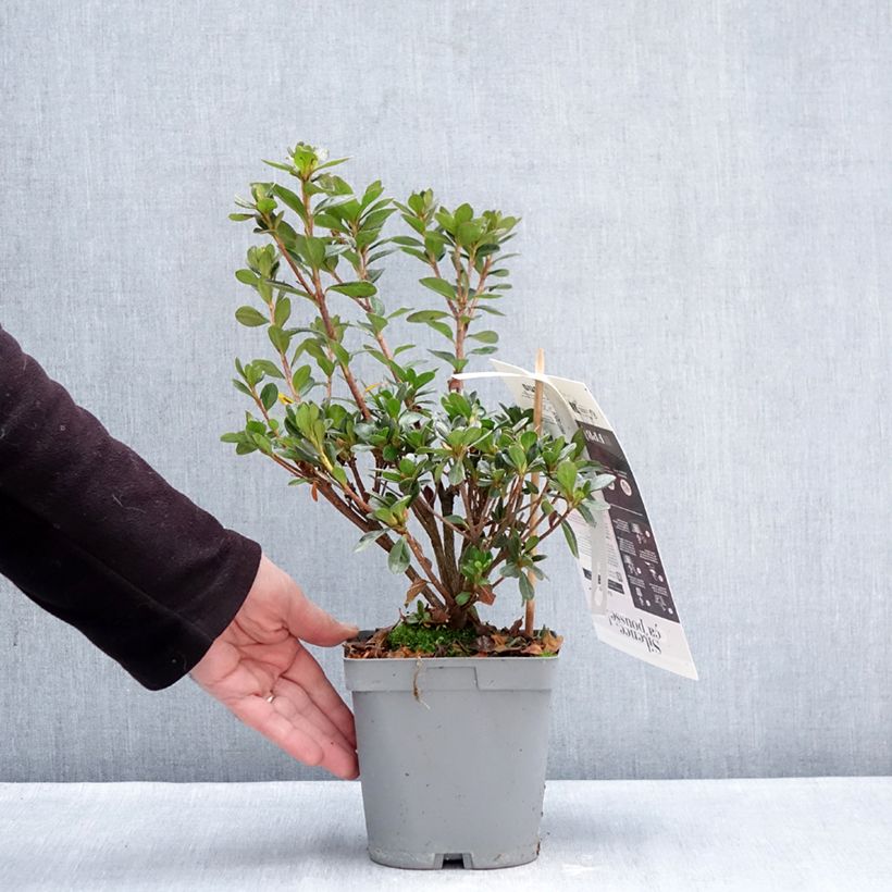 Azalée du Japon Flash Dance Salmon - Rhododendron hybride 2L/3L pot sample as delivered in winter