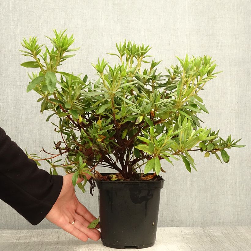 Rhododendron macrosepalum Koromo-shikibu - Large-sepaled Azalea 2L/3L pot sample as delivered in autumn