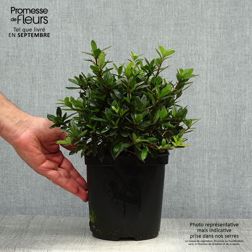 Rhododendron nakaharae Orange - Japanese Azalea 2L/3L pot sample as delivered in autumn