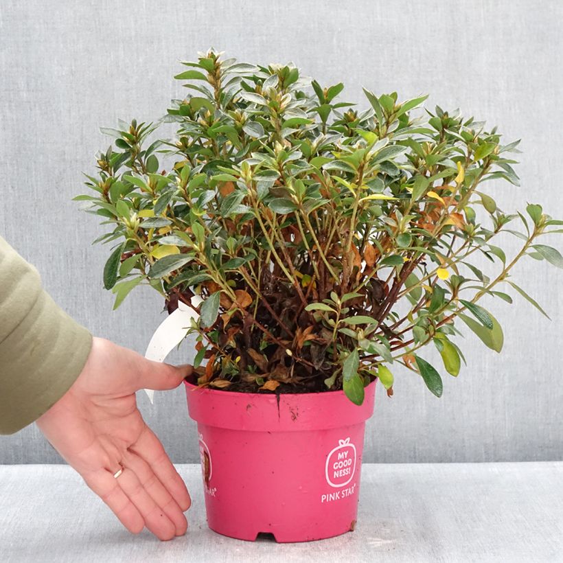Rhododendron molle subsp. japonicum Pink Star - Japanese azalea 2L/3L pot sample as delivered in winter