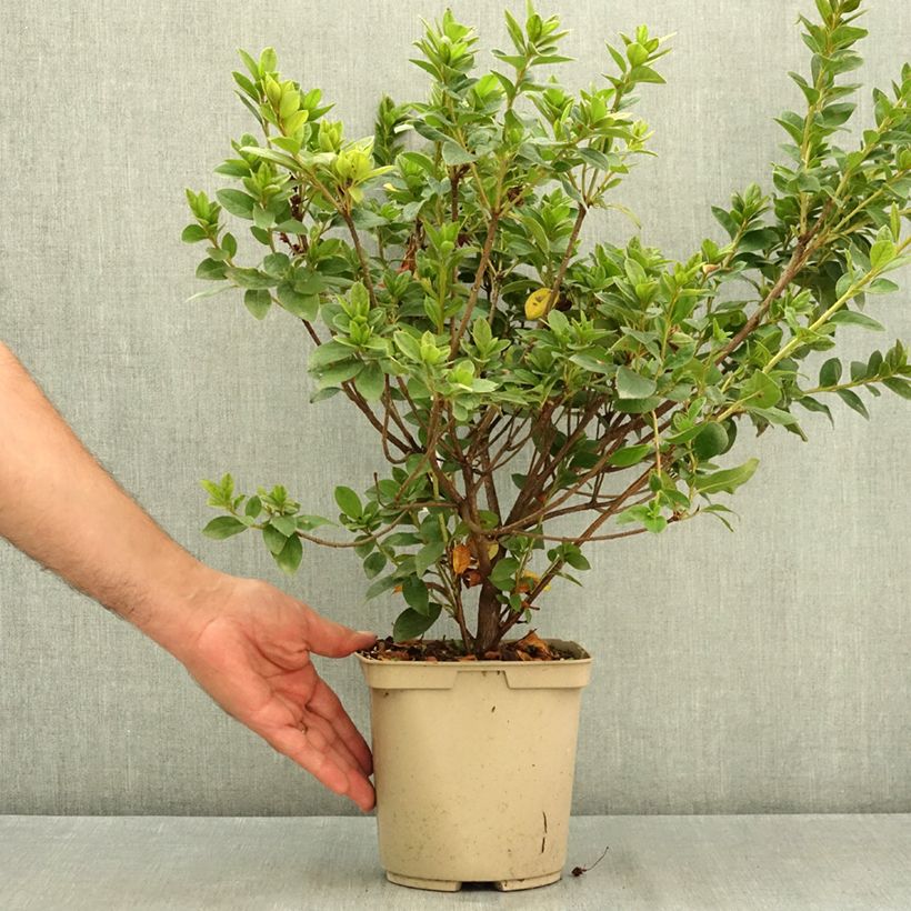 Japanese azalea Rêve de Lilas 3L/4L pot sample as delivered in summer