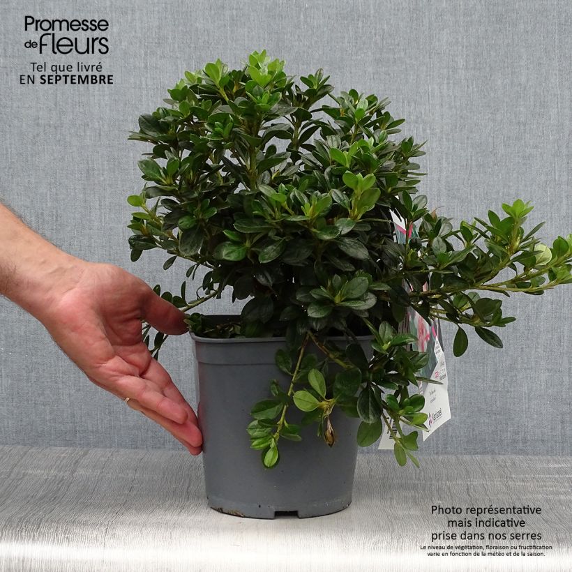Rhododendron simsii Sachsenstern - Knaphill Azalea 3L/4L pot sample as delivered in autumn