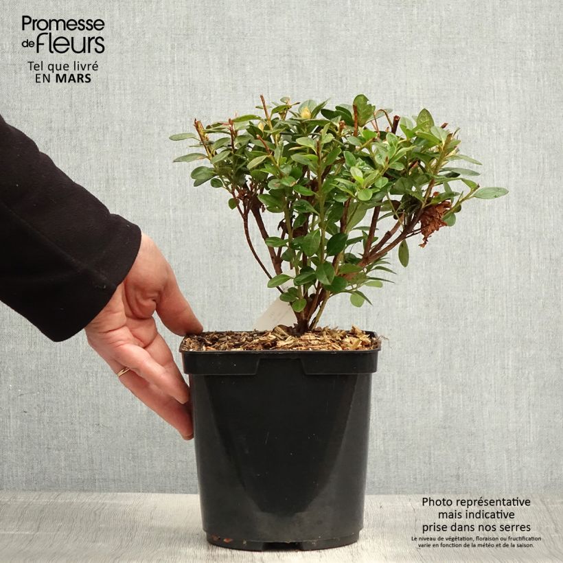 Rhododendron simsii Sachsenstern - Knaphill Azalea 3L/4L pot sample as delivered in spring