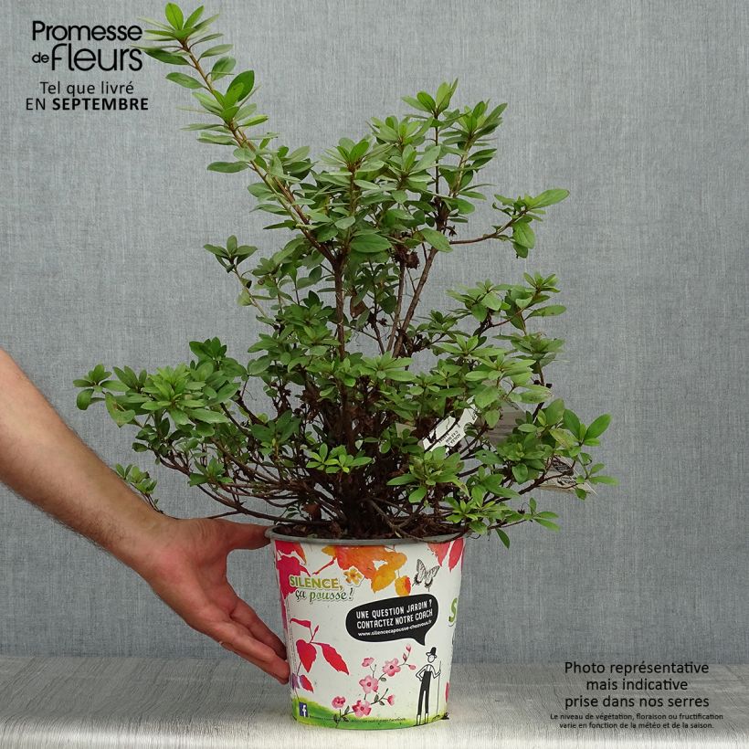 Azalea japonica Vuyks Rosyred 4L/5L pot sample as delivered in autumn