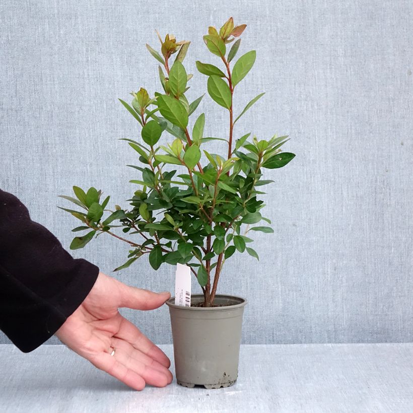 Azalea japonica Vuyks Scarlet 8/9 cm pot sample as delivered in autumn