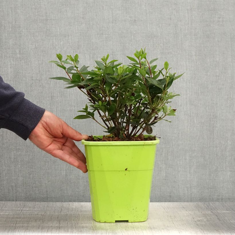 Azalea japonica ENCORE Autumn Fire Roblez 3L/4L pot sample as delivered in spring