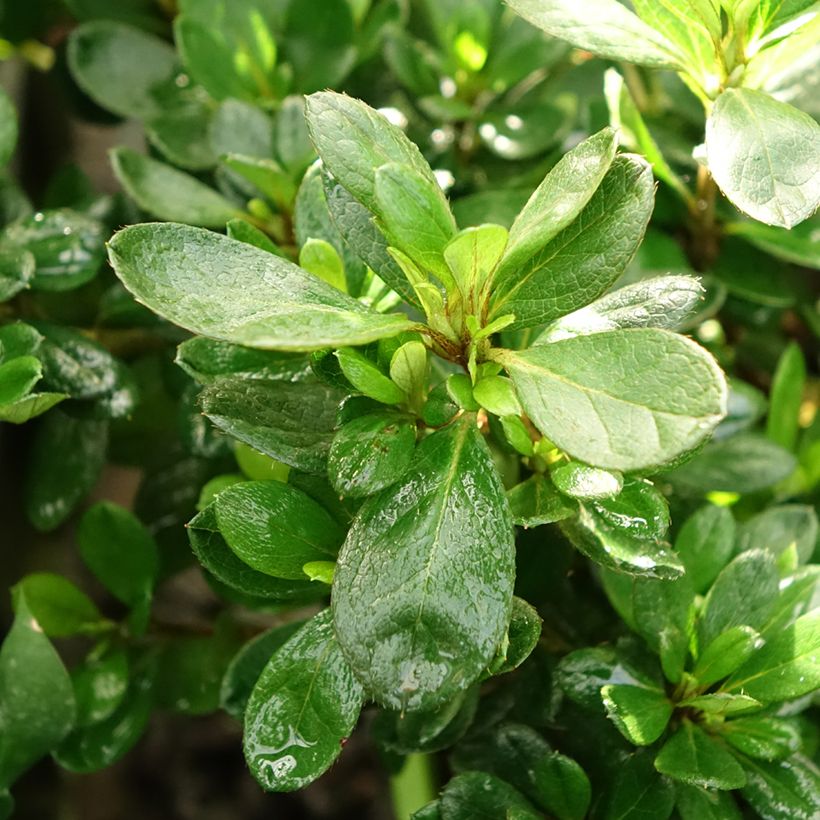 Japanese azalea ENCORE Bonfire (Foliage)