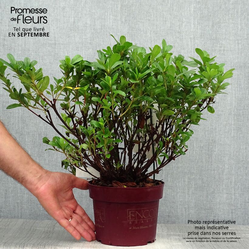 Azalea japonica ENCORE Sunburst Roblet 3L/4L pot sample as delivered in autumn