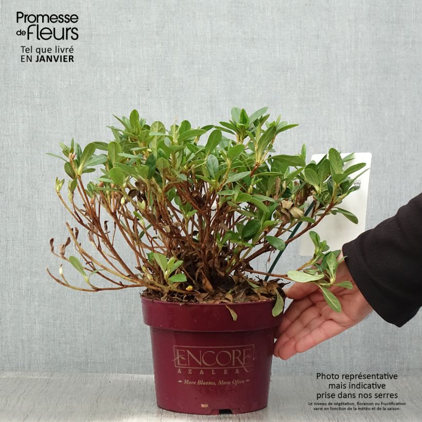 Azalea japonica ENCORE Sunburst Roblet 3L/4L pot sample as delivered in winter