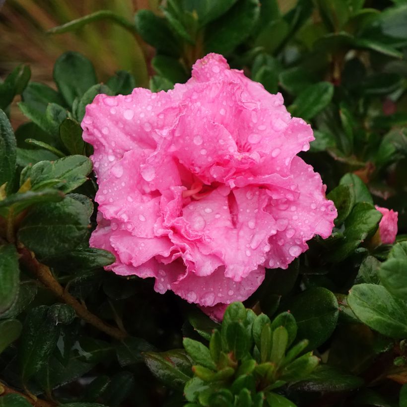 Azalea japonica Repetita Pink - Perpetual japanese azalea (Flowering)
