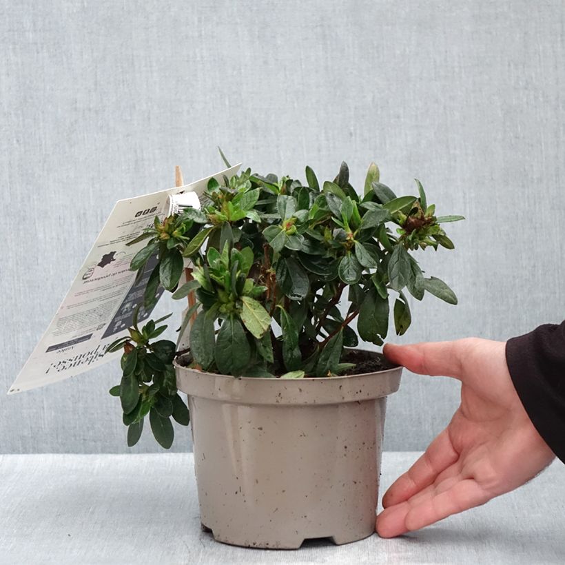 Azalea japonica Repetita Red - Perpetual japanese azalea 2L/3L pot sample as delivered in autumn