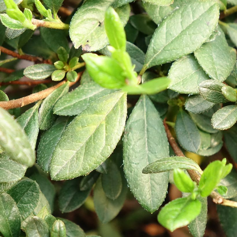 Azalea japonica Repetita White - Perpetual japanese azalea (Foliage)
