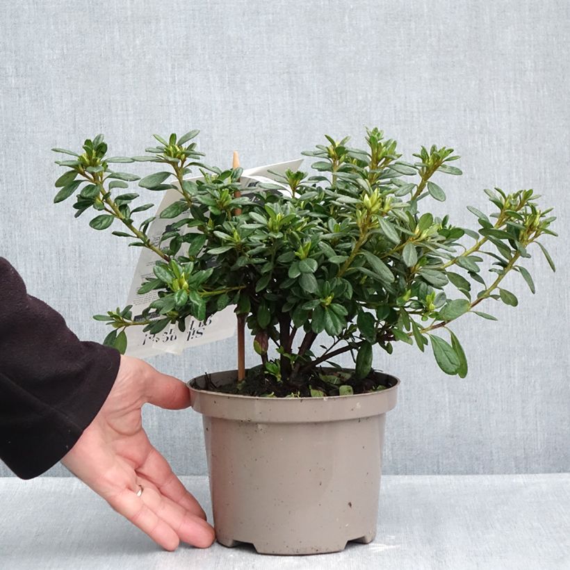 Azalea japonica Repetita White - Perpetual japanese azalea 2L/3L pot sample as delivered in autumn