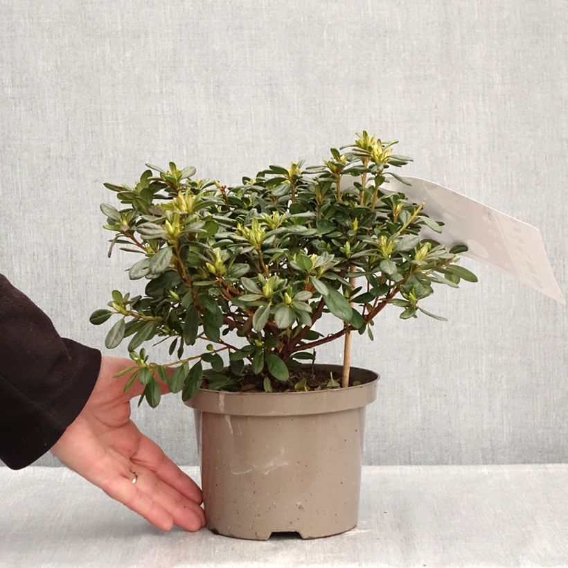 Azalea japonica Repetita White - Perpetual japanese azalea 2L/3L pot sample as delivered in winter