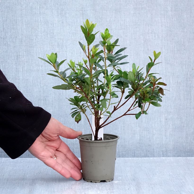 Azalea japonica Arabesk 8/9 cm pot sample as delivered in autumn