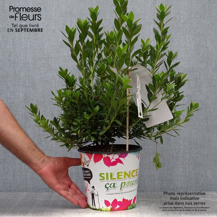 Azalea japonica Rosa King 4L/5L pot sample as delivered in autumn