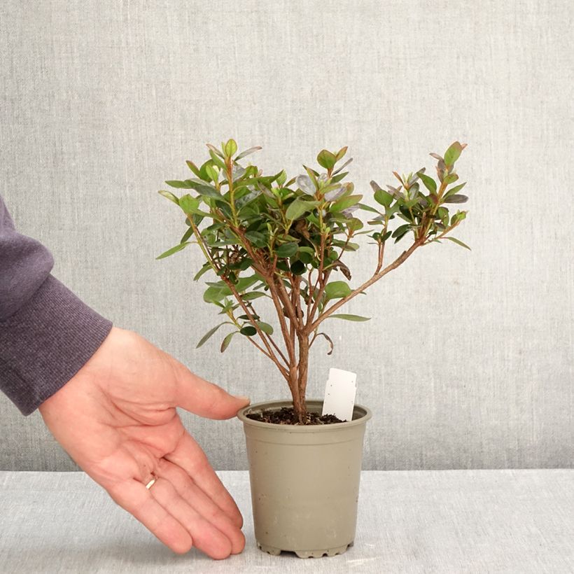 Rhododendron Blaauws pink - Kurume Azalea 8/9 cm pot sample as delivered in autumn