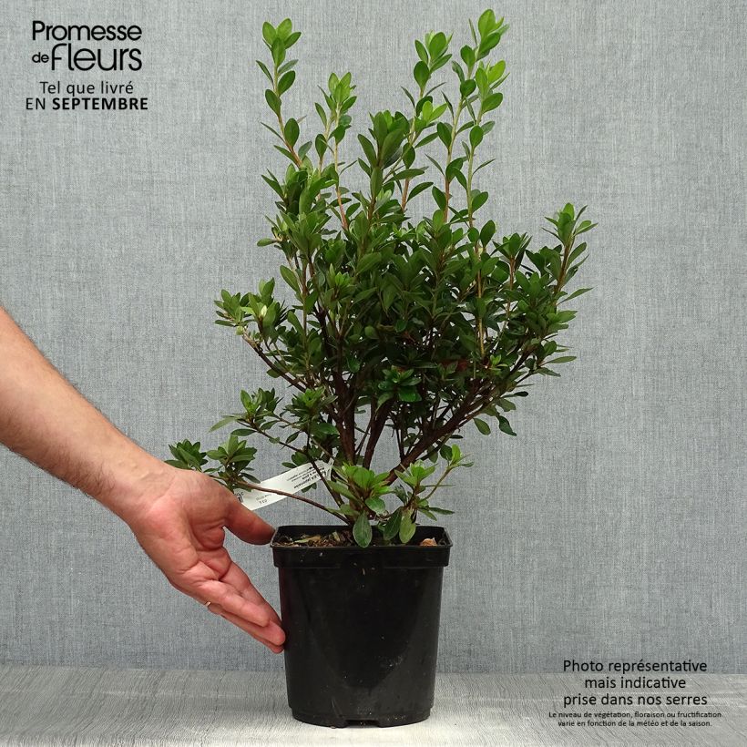 Rhododendron Blaauws pink - Kurume Azalea 2L/3L pot sample as delivered in autumn
