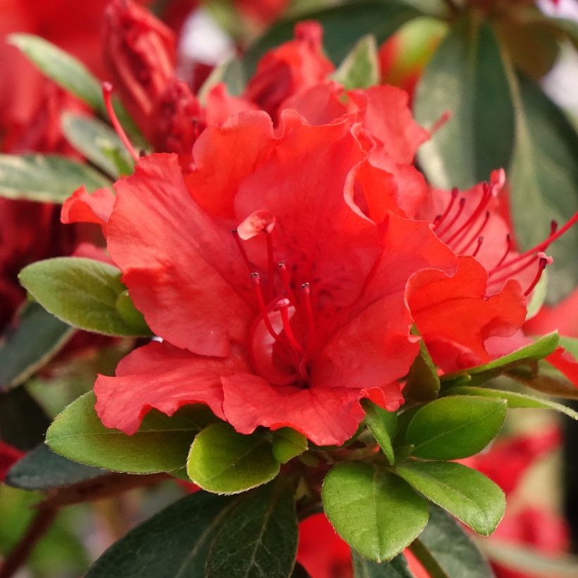 Azalea japonica Girards Hot Shot (Flowering)