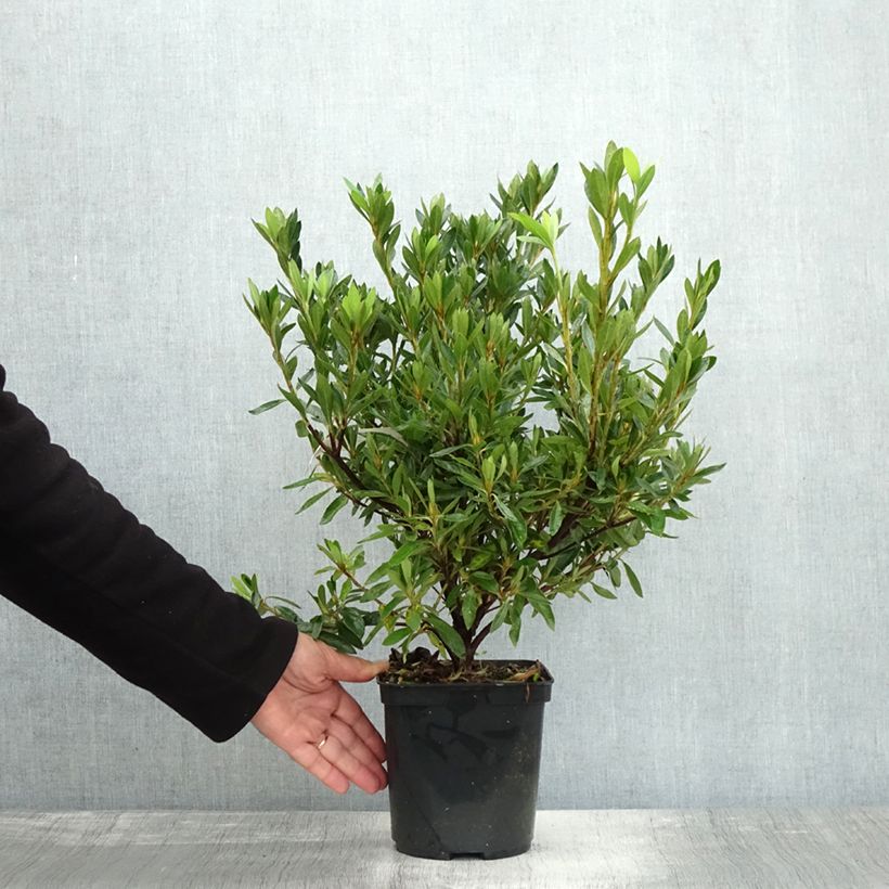 Azalea japonica Melle 2L/3L pot sample as delivered in autumn