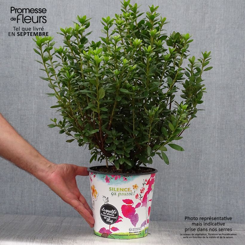 Azalea japonica Orange Beauty 2L/3L pot sample as delivered in autumn