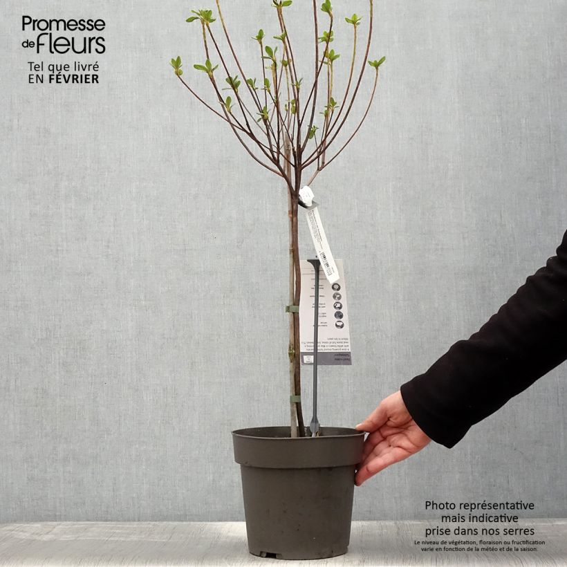 Japanese azalea Schneeglanz 4L/5L pot sample as delivered in winter