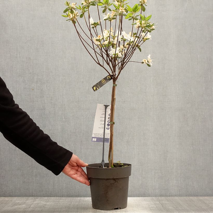Japanese azalea Schneeglanz 4L/5L pot, Standard sample as delivered in spring