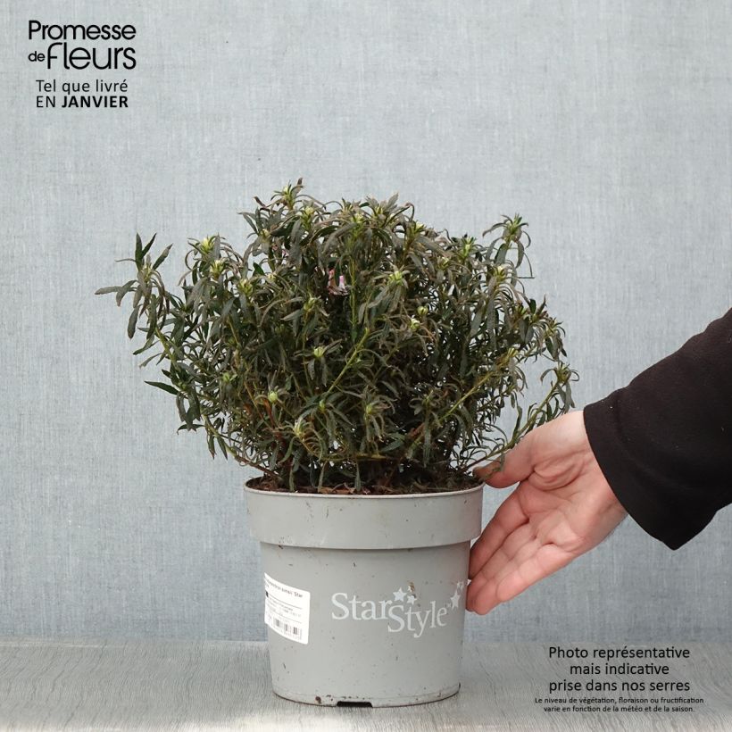 Azalea japonica Star Style Violet 3L/4L pot sample as delivered in winter