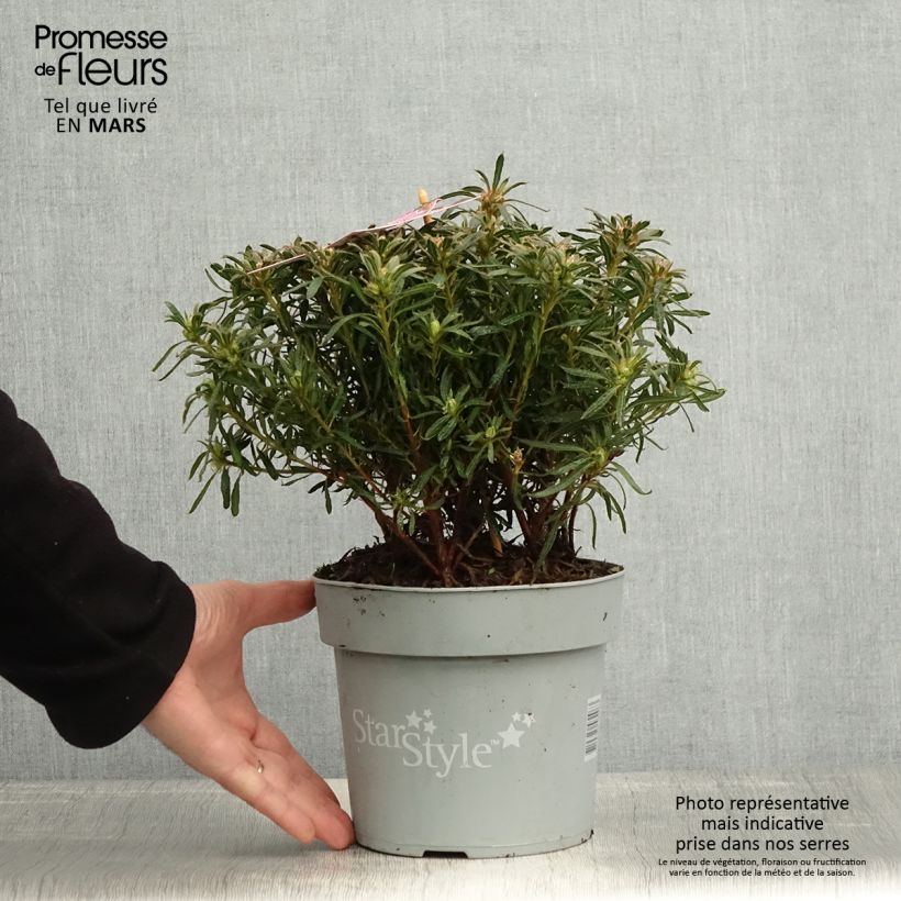 Azalea japonica Star Style Violet 3L/4L pot sample as delivered in spring