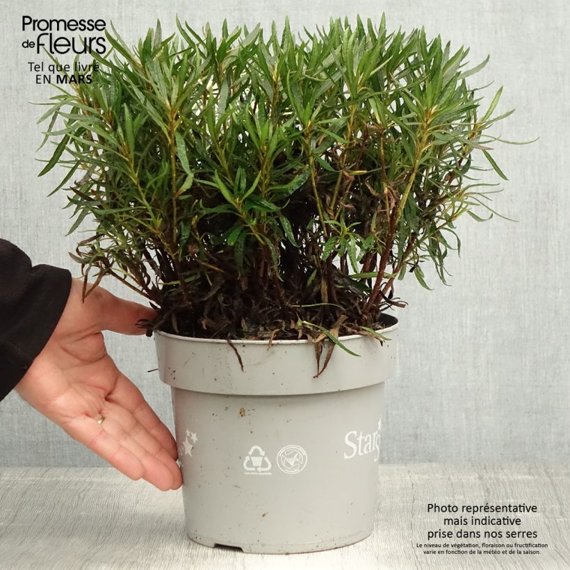 Azalea japonica Star Style White 3L/4L pot sample as delivered in spring